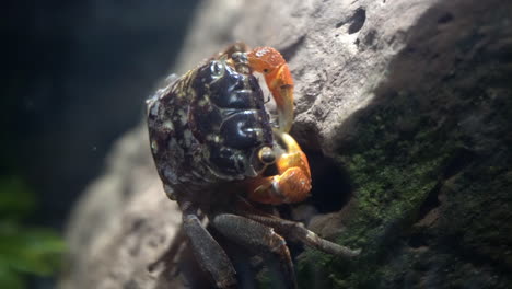 a red-claw crab pulls detritus out of a rock cavity and eats it