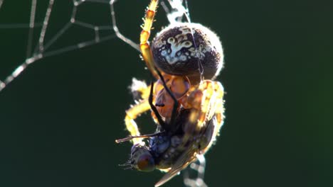 an intimate encounter between a spider and its prey, capturing the moment of nature's raw circle of life and survival in stunning detail