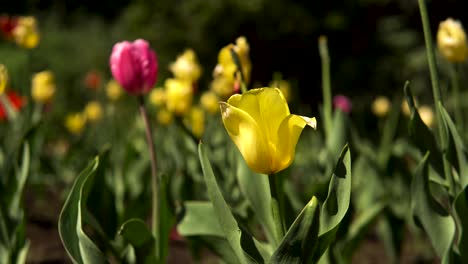 los coloridos tulipanes en flor