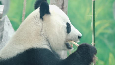 close up of hu chun or cai tao panda eating bamboo in a zoo