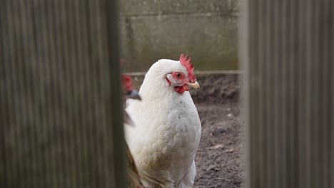 Gallina-Blanca-Mirando-A-Través-De-La-Valla-En-El-Jardín-Al-Aire-Libre