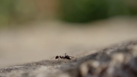 primer plano de una hormiga explorando su entorno en una superficie rocosa en un entorno natural durante las horas de luz del día