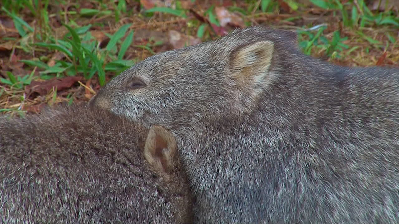 호주의 풀밭에서 풀을 뜯는 웜뱃