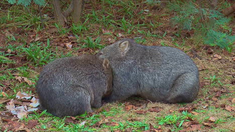 a wombat grazes on grass in australia