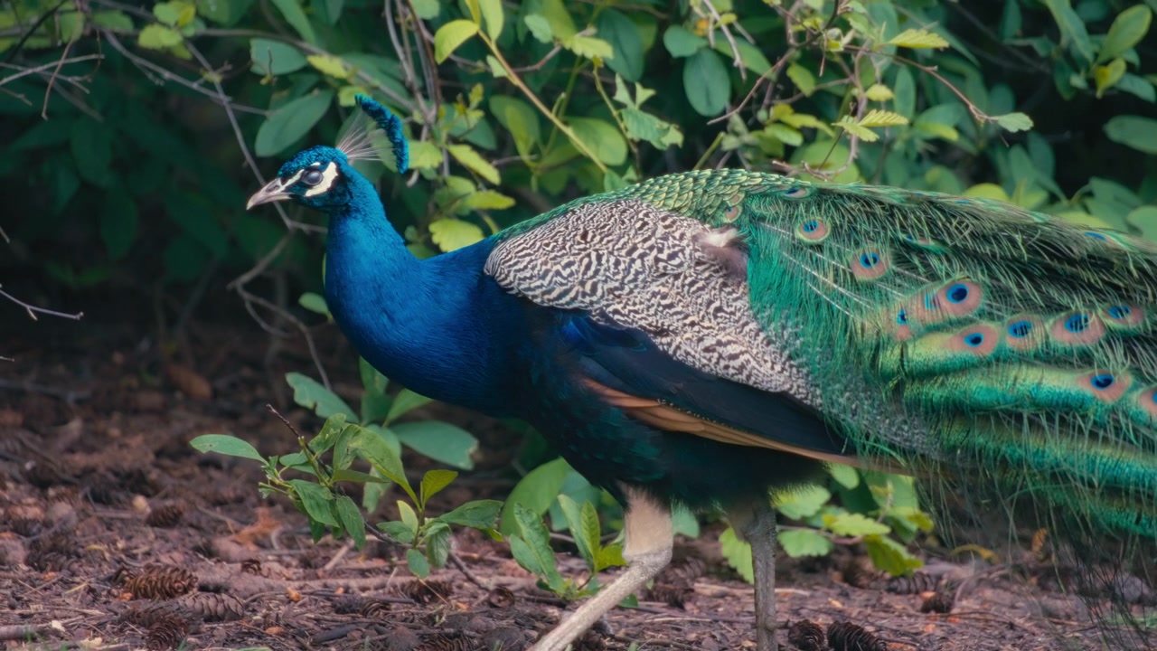 Pavão procurando comida em um jardim