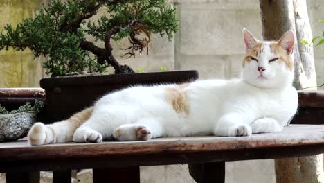 an adorable domestic cat stretched out on a garden table, close up