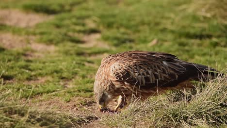 Red-kite-eating-prey-on-grassy-meadow