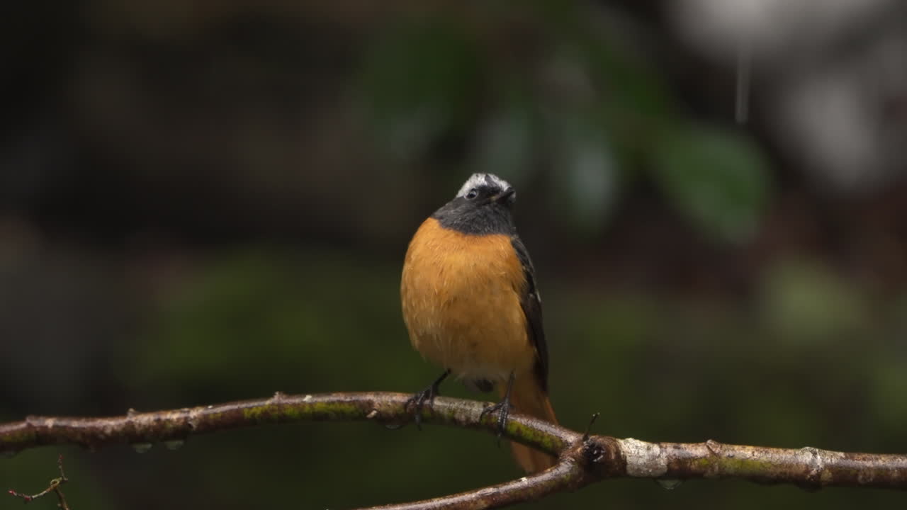 colirrojo dauriano macho donde se posan en la rama de un árbol y miran a su alrededor en un día lluvioso