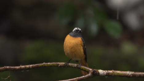 male daurian redstart perching on tree branch and looking around on a rainy day