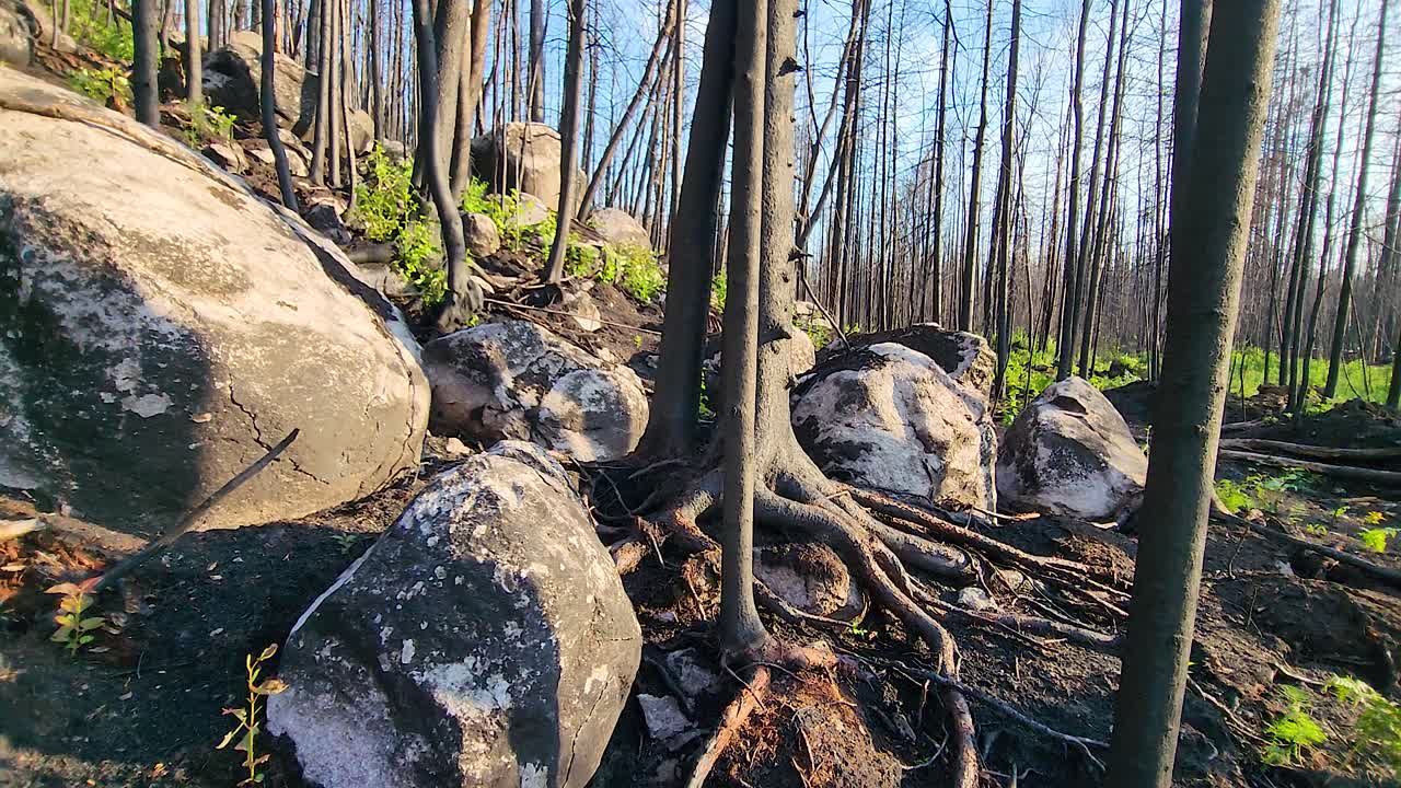 산불 후의 숲 복원, 돌과 불타버린 뿌리