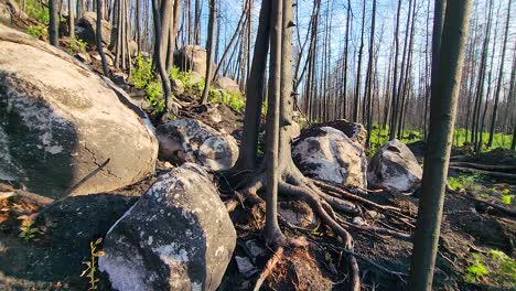 forest restoration after the wild fire, stones and burnt roots