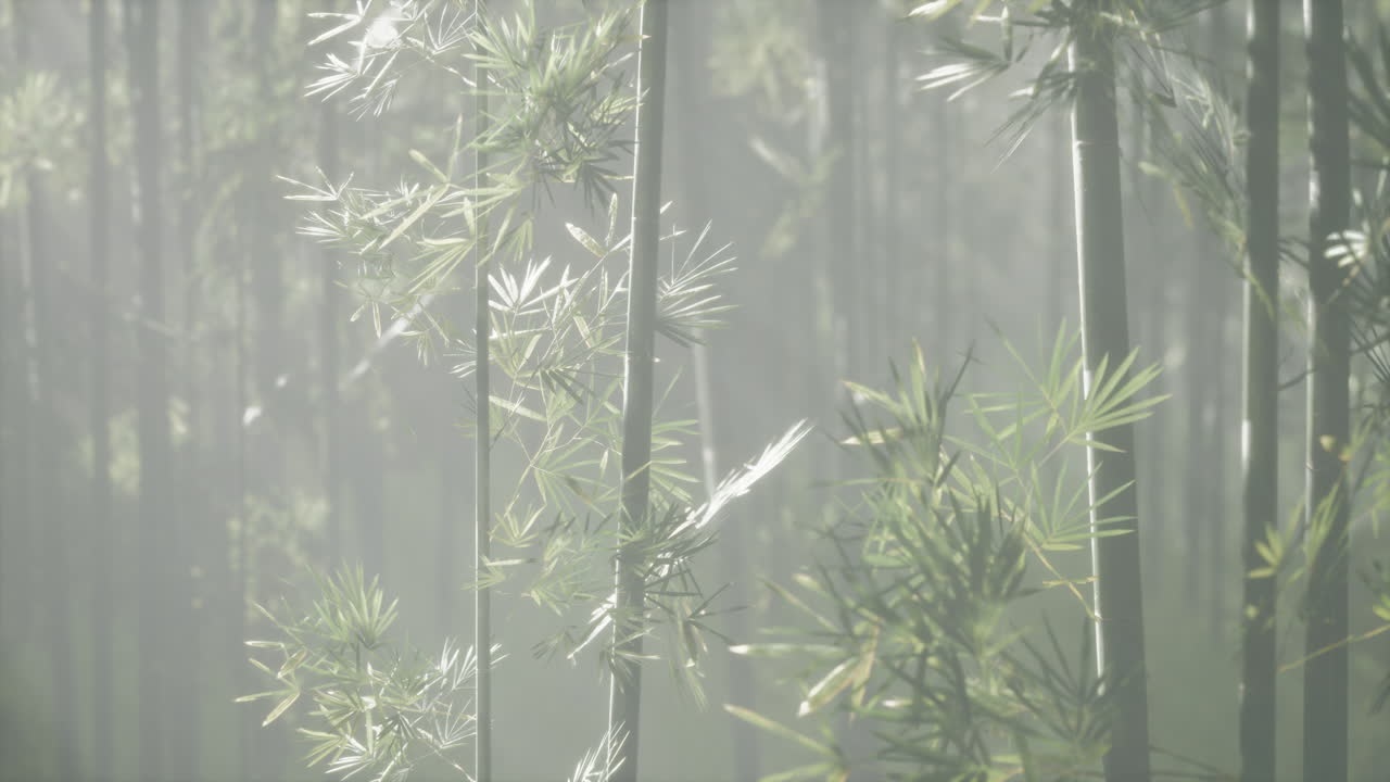 안개가 가득한 대나무 숲