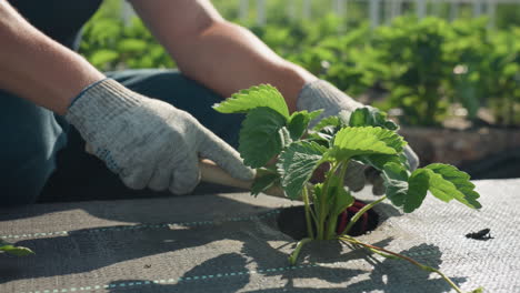 close up side view farmer hands in gloves tending strawberry plant, pruning soil around young seedling on weed barrier in sunny garden, careful cultivation
