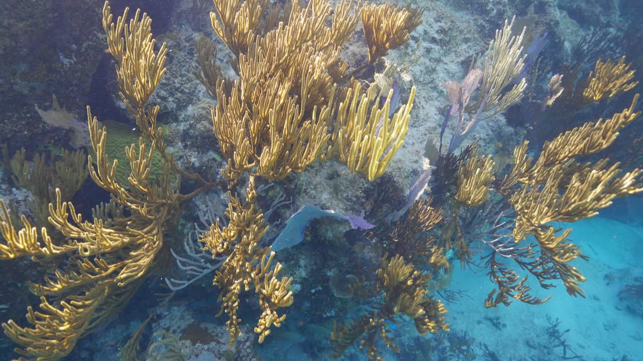 Primo piano subacqueo di corallo molle che ondeggia in un limpido oceano tropicale con sfondo di acqua blu.