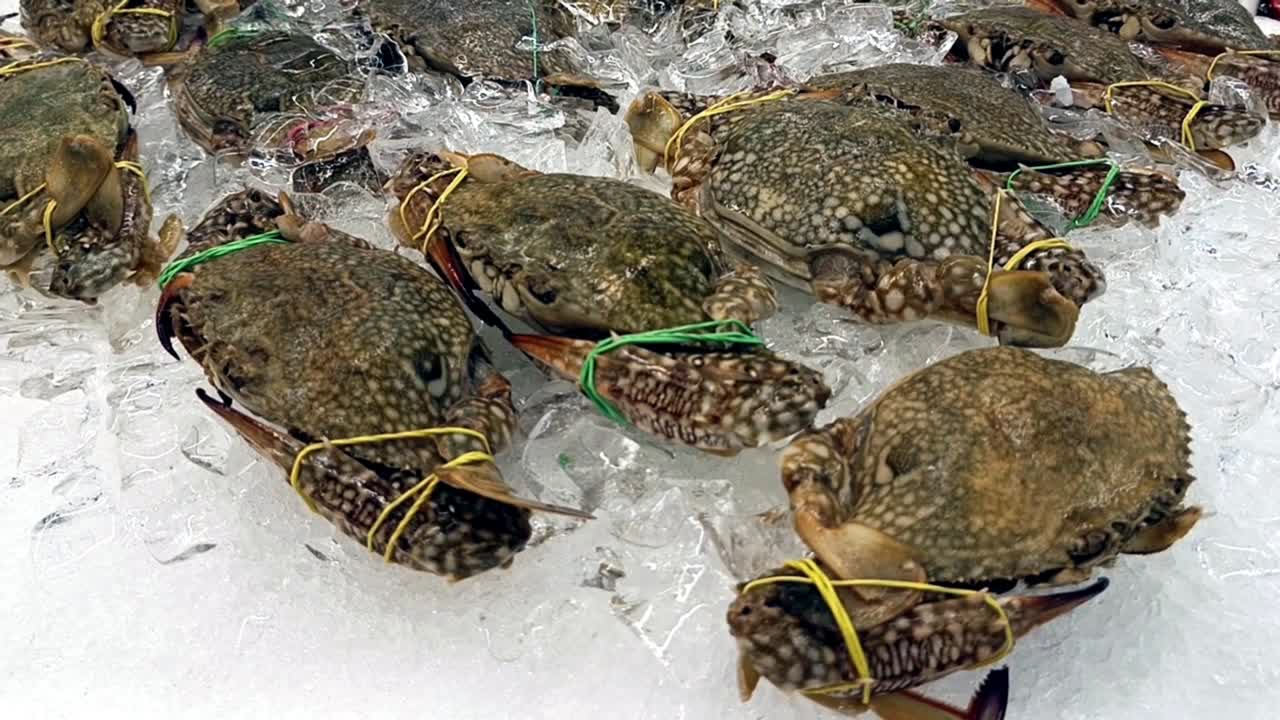 Live crabs displayed for sale with their legs and claws tied to prevent escape. Placed on ice to maintain freshness and quality.