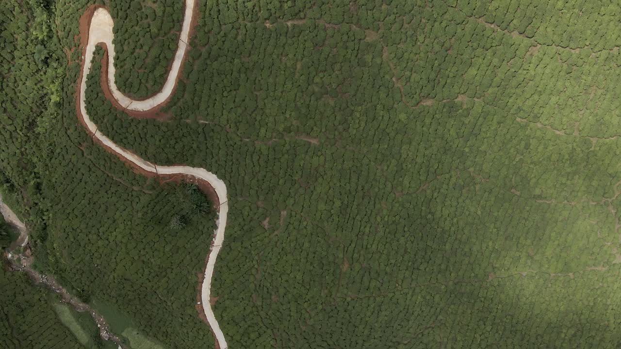 aerial: vientos de carretera sobre la ladera de la plantación de té en el valle de cameron, mal