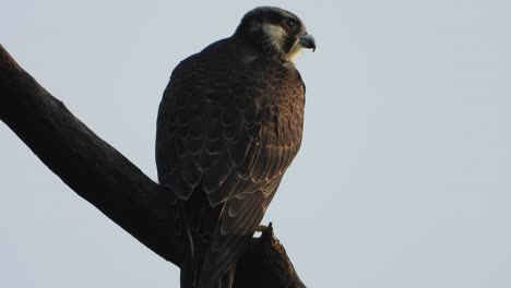 Falke-Im-Baum-Wartet-Auf-Gebet.