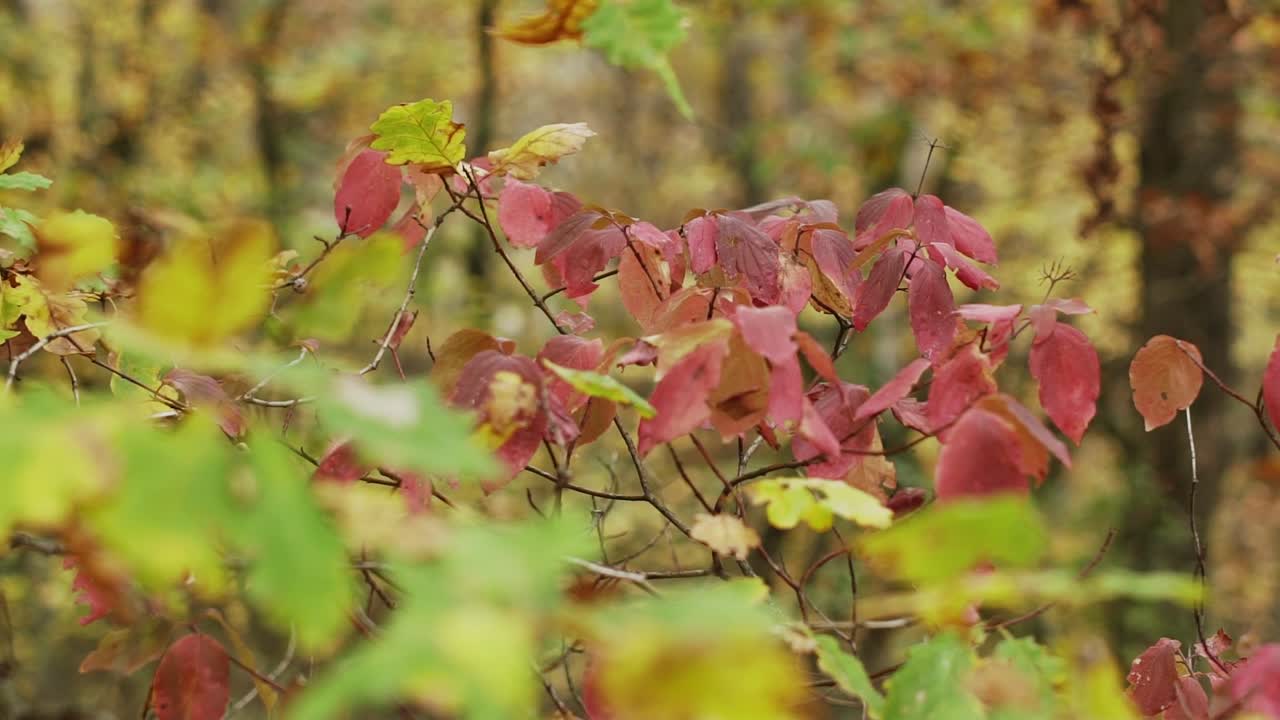나무의  ⁇ 은 잎