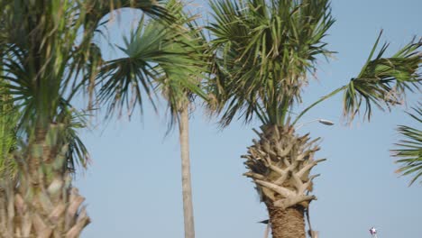 low angle view of palm trees in galveston, texas