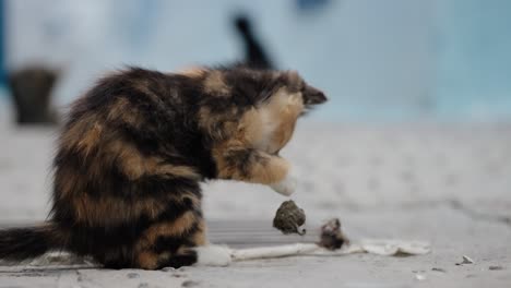 playful tricolor kitten playing in the street of chefchaouen, morocco. - closeup shot