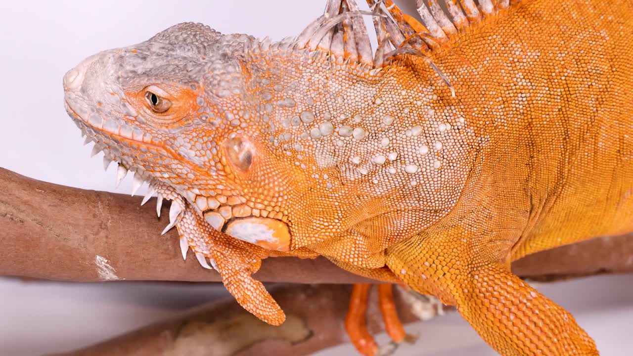 Una iguana de color naranja brillante descansa sobre una rama de madera con un fondo de estudio blanco y limpio