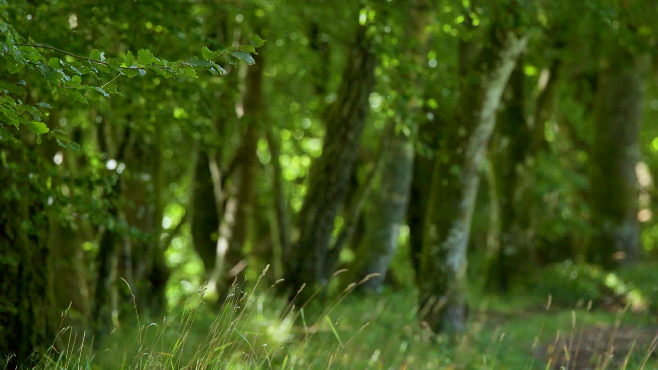 Camera slowly pans along sunlit woodland path, highlighting green foliage and mossy tree trunks