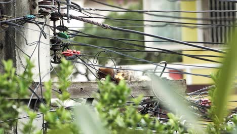 Zwei-Eichhörnchen-Fressen-Nahrung-Auf-Einem-Hochgelegenen-Strommast