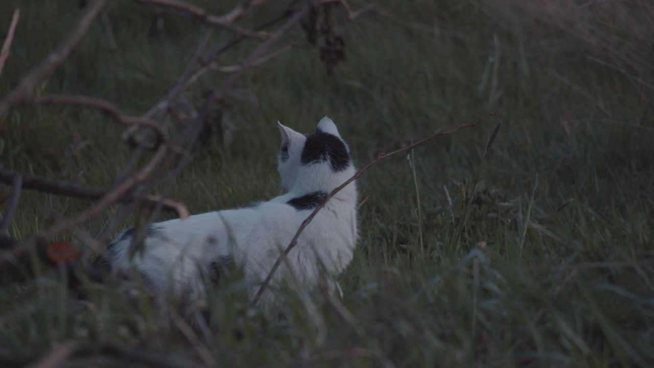 gato blanco y negro mirando alrededor en un jardín y saliendo, tiro medio estático