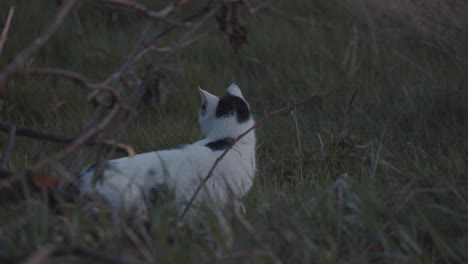 Black-and-white-cat-looking-around-in-a-garden-and-walking-out,-static-medium-shot