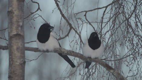 two eurasian magpies perched on leafless tree in winter