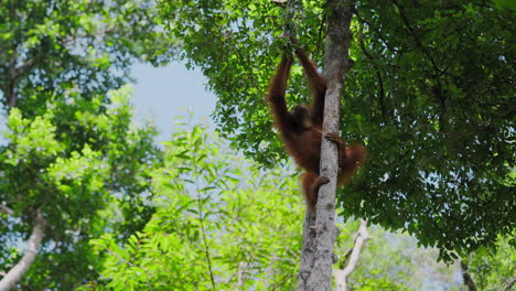 orangutan in a rainforest tree
