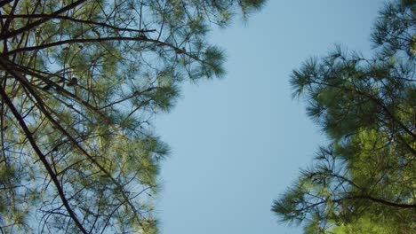 upward view circling shot of blue sky and pine canopy