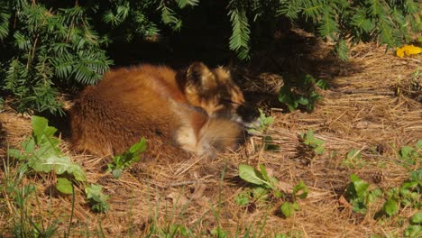 Wilder-Rotfuchs-Unter-Einem-Baum-Im-Sonnenlicht