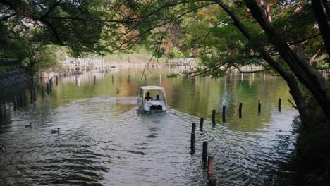 a paddle boat sailing across the quiet lake water from senzokuike park with ducks swimming in tokyo, japan