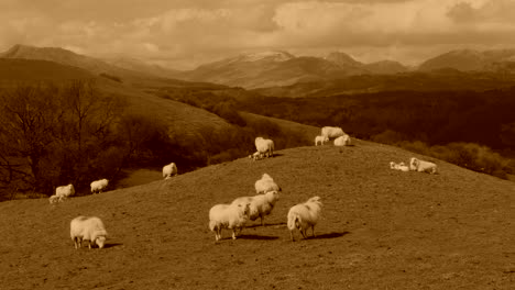 Sheep-on-hill-mound-with-mountains-in-the-background,-North-Wales-in-the-UK