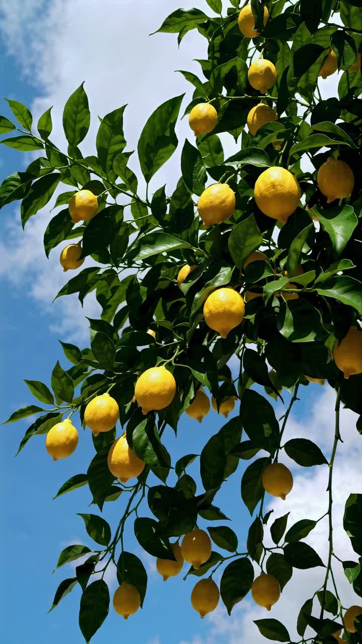 Upward angle captures vibrant lemons on a tree against a blue sky, ideal for a fresh, natural video