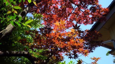 Beautiful colored maple leaves in the Japanese Park Kenroku-en in Kanazawa City
