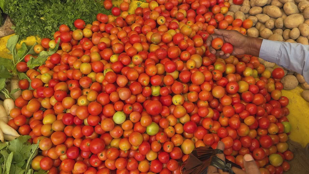 closeup of a hand carefully picking up ripe one from a huge pile of tomatos