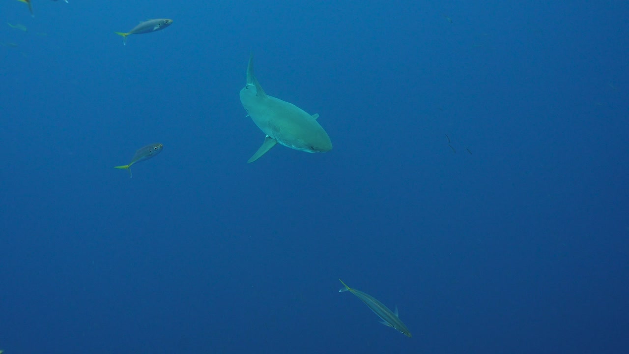 Slow motion shot of a Great White Shark approaches from beneath, getting close and swimming by while cage diving at the island of Guadalupe, Mexico.