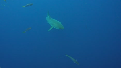 slow motion shot of a great white shark approaches from beneath, getting close and swimming by while cage diving at the island of guadalupe, mexico.