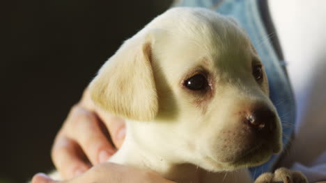 close-up view of a cute little labrador puppy sitting on hands of caucasian woman while she is petting it