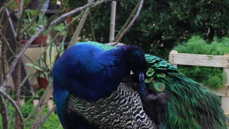 este pavo real es impresionante con sus colores