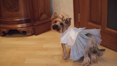 dog terrier in funny dress