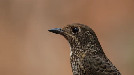 Looking-towards-the-camera-and-then-turns-its-head-to-the-left-and-back,-White-throated-Rock-Thrush-Monticola-gularis-Female,-Thailand