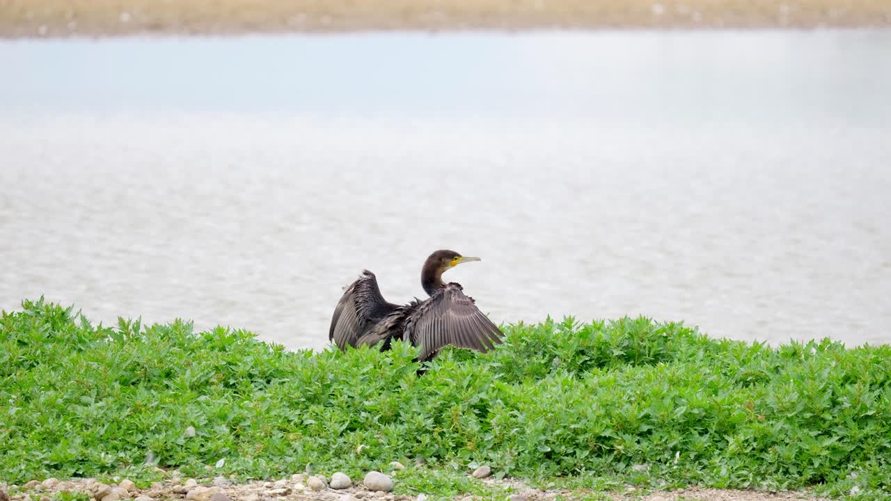 gran cormorán sentado en su nido y flexionando sus alas, con una cara blanca y un pico amarillo y gris