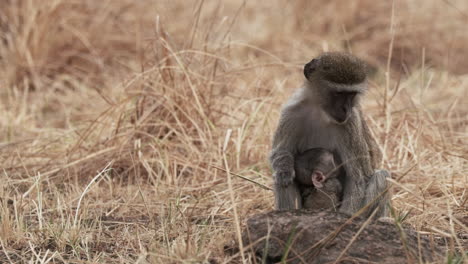 vervet monkey and baby on dry grass field in savannah of east africa