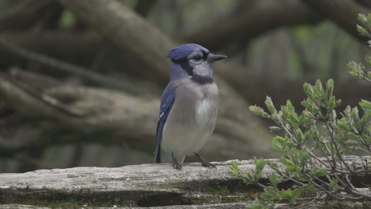 Ghiandaia azzurra curiosa appollaiata e che osserva l'ambiente circostante, uccello colorato