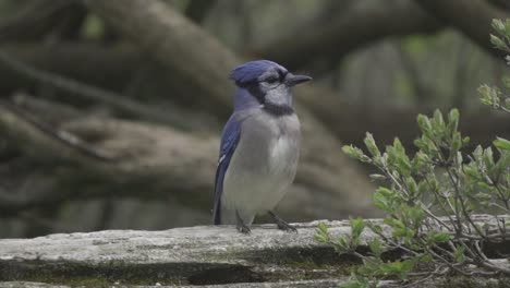 Neugieriger-Blauhäher-Thront-Und-Blickt-Auf-Die-Umgebung,-Bunter-Vogel