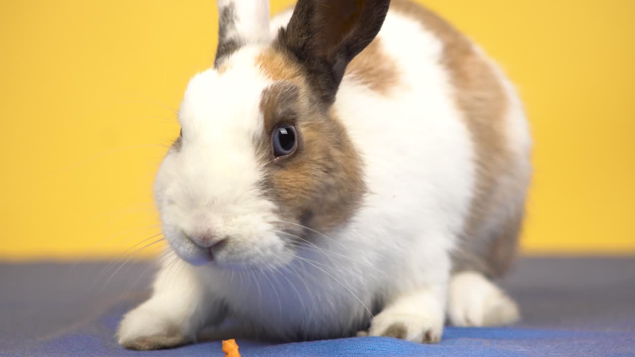 Close up of adorable bunny eating a carrot in front of the camera on a yellow background
