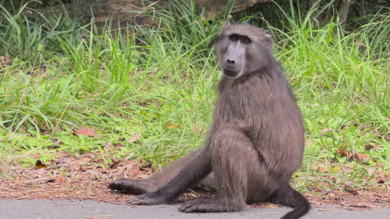 Baboons walking along the road